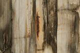Polished, Petrified Wood (Metasequoia) Stand Up - Oregon #193745-2